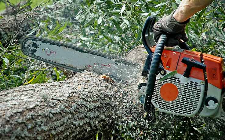Tree felling and pruning