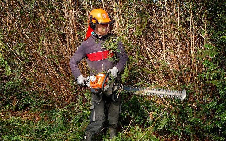 Hedge trimming and cutting