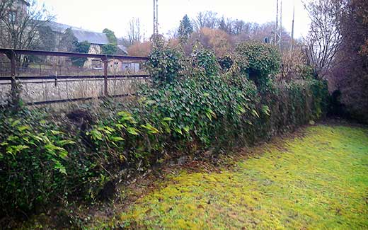 Before clearing Ivy from wall