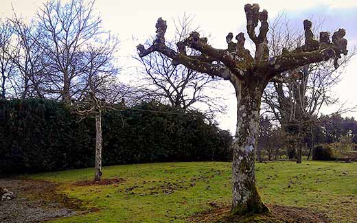 A tree after pruning
